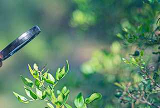 close look at plants