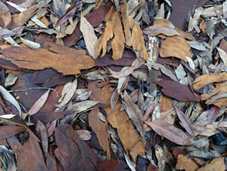 brown leaves
